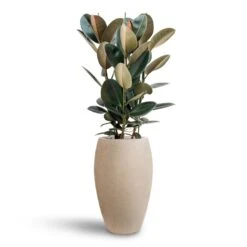 Ficus Elastica Abidjan - HydroCare 19 Ficus Elastica Abidjan - HydroCare -Indoor Plant Store Ficus Elastica Abidjan Hydroculture Raindrop Emperor Planter Beige