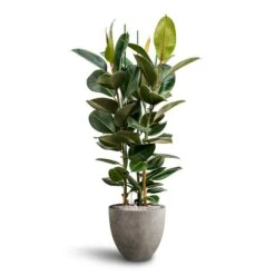 Grigio Egg Pot Planter - Natural Concrete -Indoor Plant Store Ficus Elastica Robusta Hydroculture Grigio Egg Pot Planter Natural Concrete 4c9212c3 f18b 4864 9422 e0b7984f2f11