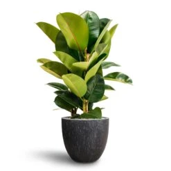 Raindrop Egg Planter - Anthracite 19 Raindrop Egg Planter - Anthracite -Indoor Plant Store Ficus Elastica Robusta Hydroculture Raindrop Couple Planter Anthracite f2474410 dc05 4a82 a7c6 c104c9762ae8