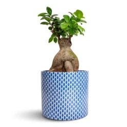Lazzaro Plant Pot - Navy Garland -Indoor Plant Store Ficus Ginseng Indian Laurel 17x40cm Lazzaro Plant Pot Navy Garland 18x16cm