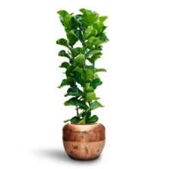 Opus Raw Couple Planter - Gold -Indoor Plant Store Ficus Lyrata Bambino Hydroculture Opus Raw Couple Planter Gold 327968e0 01cf 40dd 99ea 92ae20ea3df9