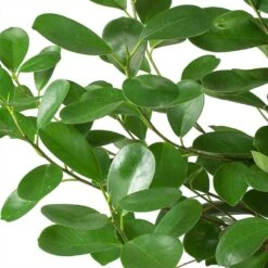 Ficus Moclame - HydroCare -Indoor Plant Store Ficus Moclame Indian Laurel Leaves 630302b3 ccff 4798 a787 2488bd97b544