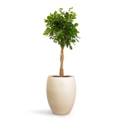 Grigio Tall Balloon Planter - Antique White Concrete -Indoor Plant Store Ficus Moclame Indian Laurel Twisted Stem 23x110cm Grigio Tall Balloon Planter Antique White Concrete 40x50cm
