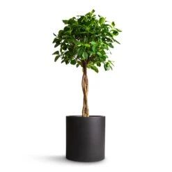 Max Refined Planter - Volcano Black -Indoor Plant Store Ficus Moclame Indian Laurel Twisted Stem 23x110cm Max Refined Planter Volcano Black 29x29.5cm 5136b053 d131 4296 af73 dc7dc6521f22