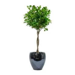 Amora Plant Pot - Anthracite Mirror 11 Amora Plant Pot - Anthracite Mirror -Indoor Plant Store Ficus Moclame Indian Laurel Twisted Stem Amora Plant Pot Anthracite Mirror 6f5e6746 58d9 4b4e 97dc ce592bac9f00