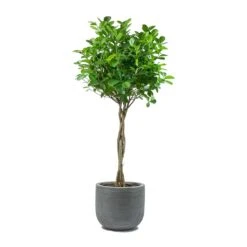 Cody Plant Pot - Ridged Dark Grey 23 Cody Plant Pot - Ridged Dark Grey -Indoor Plant Store Ficus Moclame Indian Laurel Twisted Stem Dice Plant Pot Ridged Dark Grey 0d35bbef 60ba 4e51 8fec 43e05c8b0828