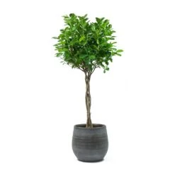 Esra Plant Pot - Mystic Grey -Indoor Plant Store Ficus Moclame Indian Laurel Twisted Stem Esra Mystic Grey Plant Pot aef8bbf7 67bc 40d7 80c7 533afa89bc53