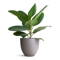 Coral Refined Planter - Clouded Grey -Indoor Plant Store Ficus benghalensis Audrey Bengal Fig 14x45cm Coral Refined Planter Clouded Grey 18x15cm
