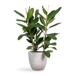 Angle Couple Plant Pot - White -Indoor Plant Store Ficus benghalensis Audrey Bengal Fig 24x100cm Angle Couple Plant Pot White 30x28cm f4747d13 e617 47c7 bd19 1c194fd65e00