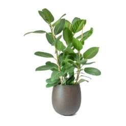Grigio Balloon Plant Pot - Rusty Iron Concrete -Indoor Plant Store Ficus benghalensis Audrey Bengal Fig Balloon Planter Concrete Rusty Iron 1fc2ea76 af6f 42cf 96fe 0d86347e283f