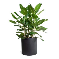 Max Refined Planter - Volcano Black -Indoor Plant Store Ficus benghalensis Audrey Bengal Fig Max Refined Planter Volcano Black STL