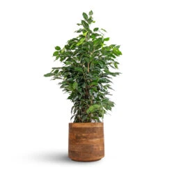 Helle Plant Pot - Natural -Indoor Plant Store Ficus benjamina Danielle Weeping Fig Branched 21x90cm Helle Plant Pot Natural 26x25cm