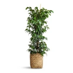 Ficus Benjamina Danielle - Weeping Fig - Branched 23 Ficus Benjamina Danielle - Weeping Fig - Branched -Indoor Plant Store Ficus benjamina Danielle Weeping Fig Branched 27x130cm Zayn Bamboo Planter 31.5x33cm