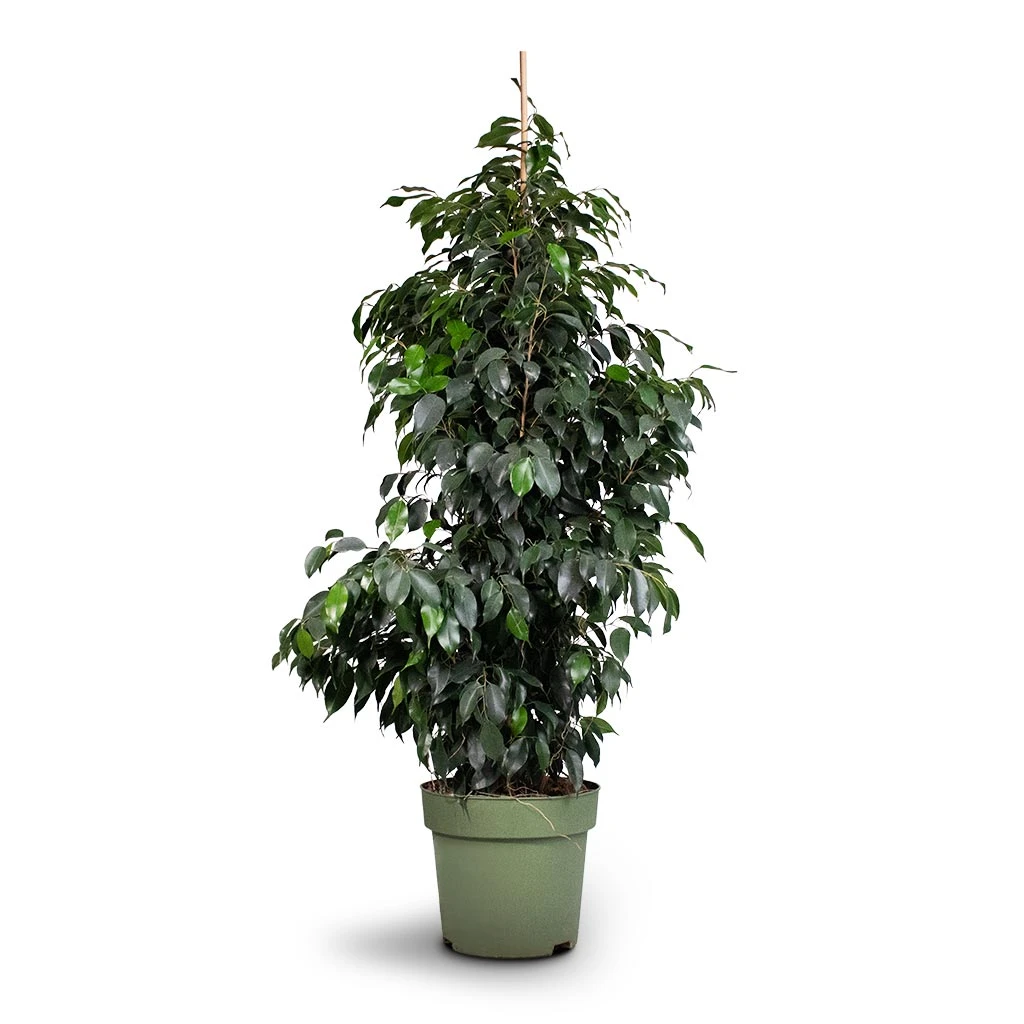 Ficus Benjamina Danielle - Weeping Fig - Branched 9 Ficus Benjamina Danielle - Weeping Fig - Branched - Image 9