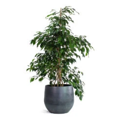Ficus Benjamina Danielle - Weeping Fig - Branched 21 Ficus Benjamina Danielle - Weeping Fig - Branched -Indoor Plant Store Ficus benjamina Danielle Weeping Fig Branched Esra Plant Pot Graphite