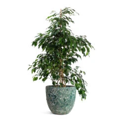 Ficus Benjamina Danielle - Weeping Fig - Branched 18 Ficus Benjamina Danielle - Weeping Fig - Branched -Indoor Plant Store Ficus benjamina Danielle Weeping Fig Branched Lava Couple Relic Planter Jade