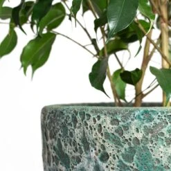 Lava Couple Relic Planter - Jade -Indoor Plant Store Ficus benjamina Danielle Weeping Fig Branched Lava Couple Relic Planter Jade Close Up