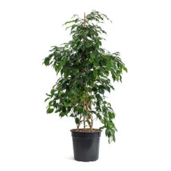 Ficus Benjamina Danielle - Weeping Fig - Branched 19 Ficus Benjamina Danielle - Weeping Fig - Branched -Indoor Plant Store Ficus benjamina Danielle Weeping Fig Branched New