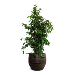 Ficus Benjamina Danielle - Weeping Fig - Branched 26 Ficus Benjamina Danielle - Weeping Fig - Branched -Indoor Plant Store Ficus benjamina Danielle Weeping Fig Branched Owen Plant Pot Brown