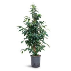 Ficus Benjamina Danielle - Weeping Fig - HydroCare 8 Ficus Benjamina Danielle - Weeping Fig - HydroCare -Indoor Plant Store Ficus benjamina Danielle Weeping Fig Hydroculture 18 19x100cm