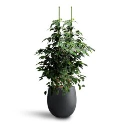 Grigio Balloon Plant Pot - Anthracite Concrete -Indoor Plant Store Ficus benjamina Danielle Weeping Fig Hydroculture Grigio Balloon Plant Pot Anthracite Concrete d322f56d a0fc 4254 be65 45be23cf3f0a