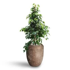 Polystone Coated Plain Coppa Planter - Rock -Indoor Plant Store Ficus benjamina Danielle Weeping Fig Hydroculture Polystone Coated Plain Coppa Planter Rock