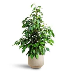 Ficus Benjamina Danielle - Weeping Fig - HydroCare 10 Ficus Benjamina Danielle - Weeping Fig - HydroCare -Indoor Plant Store Ficus benjamina Danielle Weeping Fig Hydroculture Raindrop Tube Round Planter Stone