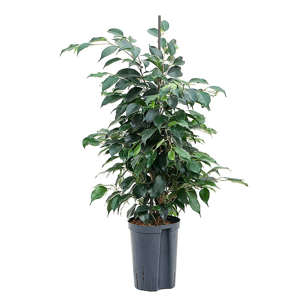 Ficus Benjamina Danielle - Weeping Fig - HydroCare 1 Ficus Benjamina Danielle - Weeping Fig - HydroCare