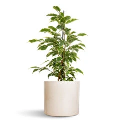 Lazzaro Plant Pot - Linen Effect -Indoor Plant Store Ficus benjamina Twilight Weeping Fig Branched 14x55cm Lazzaro Plant Pot Linen Effect 18x16cm