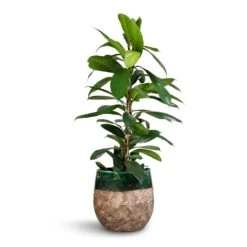 Lindy Plant Pot - Black Green -Indoor Plant Store Ficus cyathistipula African Fig 21x90cm Lindy Plant Pot Black Green 23x20cm 2