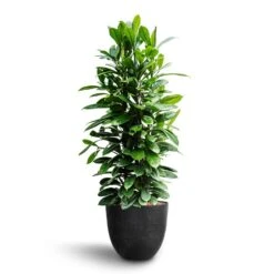 Ficus Cyathistipula - HydroCare -Indoor Plant Store Ficus cyathistipula African Fig Bola Artstone Plant Pot Black