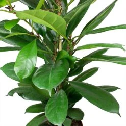 Ficus Cyathistipula - HydroCare -Indoor Plant Store Ficus cyathistipula African Fig Leaves cc9a3945 1e27 467b 9980 91f36f4ed488