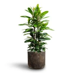 Ficus Cyathistipula - HydroCare -Indoor Plant Store Ficus cyathistipula African Fig Luxe Lite Waterfall Cylinder Planter Bronze