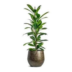 Ryan Plant Pot - Shiny Gold 23 Ryan Plant Pot - Shiny Gold -Indoor Plant Store Ficus cyathistipula African Fig Ryan Plant Pot Shiny Gold cc032f17 2bf2 4928 9436 c5a000b1f591