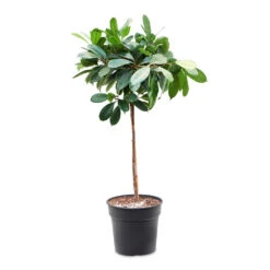 Ficus Cyathistipula - African Fig - Straight Stem