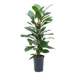 Ficus Cyathistipula - HydroCare -Indoor Plant Store Ficus cyathistipula Hydroculture 15 19x80cm