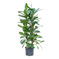Ficus Cyathistipula - HydroCare -Indoor Plant Store Ficus cyathistipula Hydroculture 22 19x120cm