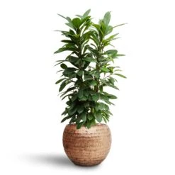 Ficus Cyathistipula - HydroCare -Indoor Plant Store Ficus cyathistipula Hydroculture Opus Hammered Globe Planter Gold