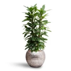 Opus Hammered Globe Planter - Silver -Indoor Plant Store Ficus cyathistipula Hydroculture Opus Hammered Globe Planter Silver ad21513c c5a9 4fa0 808b 6d9cbb4628e2