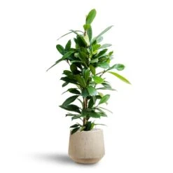 Ficus Cyathistipula - HydroCare -Indoor Plant Store Ficus cyathistipula Hydroculture Raindrop Tube Round Planter Stone