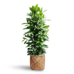 Zayn Bamboo Planter -Indoor Plant Store Ficus cyathistipula Hydroculture Zayn Bamboo Planter 7de41e21 c05b 47ee ad08 ac6ff41adf3b