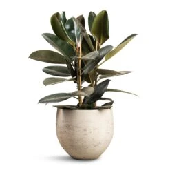 Mini Orb Kevan Plant Pot - Grey Washed 25 Mini Orb Kevan Plant Pot - Grey Washed -Indoor Plant Store Ficus elastica Abidjan Burgundy Rubber Plant 24x80cm Mini Orb Kevan Plant Pot Grey Washed 32x28cm f19d0d41 3850 4b84 bc02 e79d541880aa