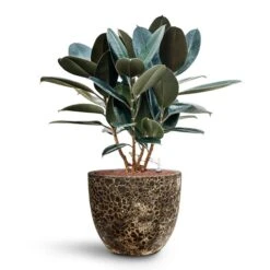 Lava Couple Relic Planter - Black 22 Lava Couple Relic Planter - Black -Indoor Plant Store Ficus elastica Abidjan HydroCare Lava Couple Relic Planter Black d1e501c3 7461 4a84 ac90 58f98aa0e312