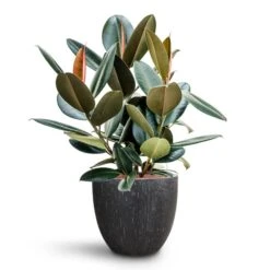 Raindrop Egg Planter - Anthracite 14 Raindrop Egg Planter - Anthracite -Indoor Plant Store Ficus elastica Abidjan HydroCare Raindrop Couple Planter Anthracite