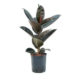 Ficus Elastica Abidjan - HydroCare 14 Ficus Elastica Abidjan - HydroCare -Indoor Plant Store Ficus elastica Abidjan Hydroculture 18 19x95cm