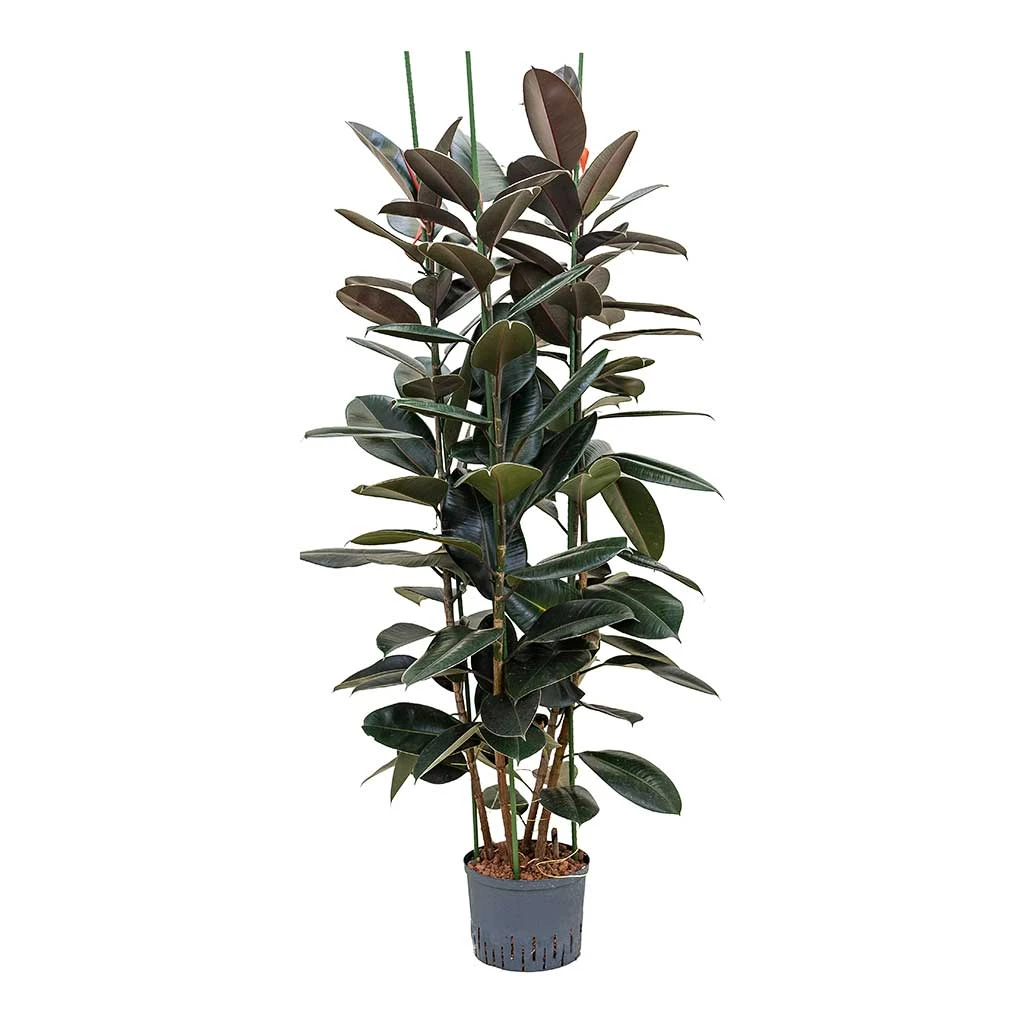 Ficus Elastica Abidjan - HydroCare 1 Ficus Elastica Abidjan - HydroCare