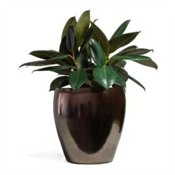 Amora Plant Pot - Black Gold -Indoor Plant Store Ficus elastica Abidjan Rubber Plant 24x60cm Amora Plant Pot Black Gold 32x32cm