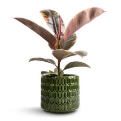 Ficus Elastica Belize - Pink Rubber Plant -Indoor Plant Store Ficus elastica Belize Pink Rubber Plant 12x40cm Flor Plant Pot Green 14x12cm