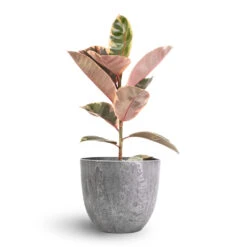 Ficus Elastica Belize - Pink Rubber Plant -Indoor Plant Store Ficus elastica Belize Pink Rubber Plant 17x60cm Bola Artstone Plant Pot Grey 23x20cm 23e85bd4 ab1c 40c0 a6c2 ba3f79e8e97e