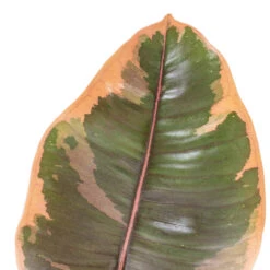 Ficus Elastica Belize - Pink Rubber Plant -Indoor Plant Store Ficus elastica Belize Pink Rubber Plant DETAIL 2